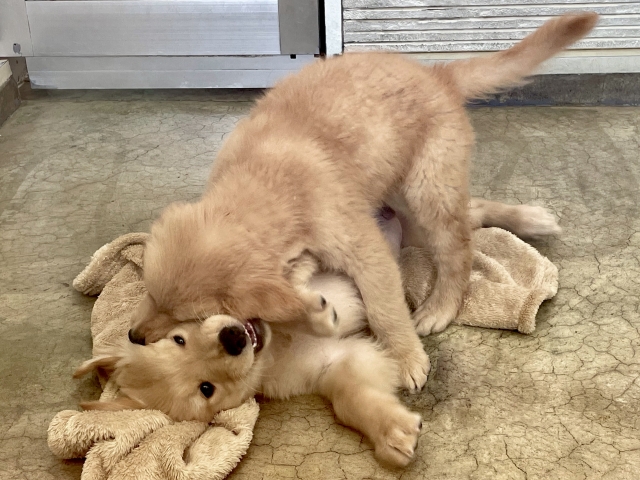 ゴールデンレトリバーを飼って後悔したことゴールデンレトリバーを飼って後悔したこと